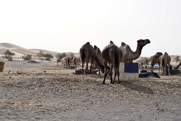 ERFOUD SAND DUNES